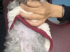 -创凡宠物医院·骨专科  猫科中心(西乡分院)