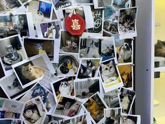 -小猫来了·猫舍(红山六九七九店)