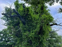 -大槐树寻根祭祖园