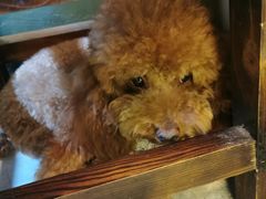 -半坡九号老挝冰咖啡