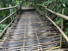 -西双版纳原始森林公园