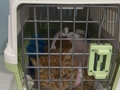 -纳吉亚猫专科动物医院·北北分院
