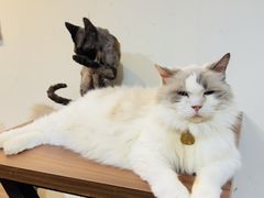 -楼上猫咖(罗湖店)
