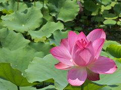 -莲花池公园