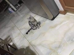 -瑞派宠物医院·24小时骨科·心脏·核磁(哈尔滨南岗店)