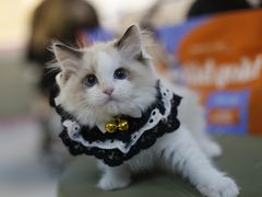 -lincat·猫舍(广州店)