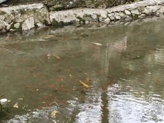 -天门沟九州驿站树上汤泉