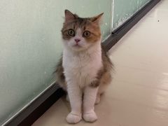 -三花喵·撸猫购宠·宠物生活馆(虹桥南丰城店)