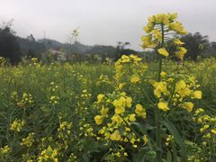 -红山村
