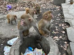 -黔灵山公园