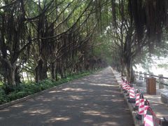 -大湾区中央湿地公园