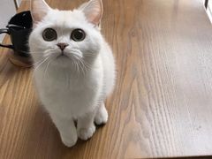 -猫爪屋猫咖(乐汇城店)