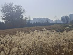 -汉长安城未央宫国家考古遗址公园