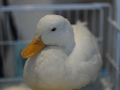 -怪兽屋·羊驼·猫咖·狗咖(俊华广场店)