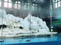 -帝企鹅自助餐厅•儿童岛•真企鹅(长隆企鹅酒店)