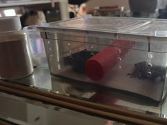 -酷以爬仙阁实体爬宠店·守宫·蜥蜴·专业繁育