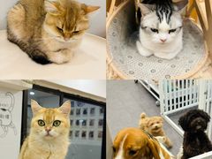 -有喵·猫咖·狗咖·40+猫狗有小奶狗(岗厦店)