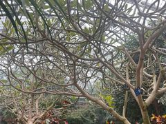 -南山植物园