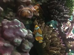 -暹罗海洋世界