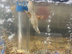 -半岛听涛蒸汽海鲜自助(K11店)
