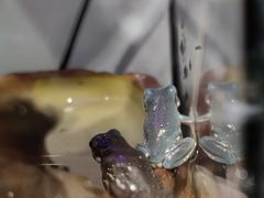 -酷以爬仙阁实体爬宠店·守宫·蜥蜴·专业繁育