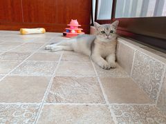 -东方名猫馆·英短金渐层布偶猫舍(环线广场1号楼店)