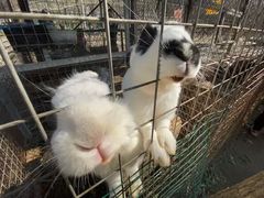 -草根堂农场