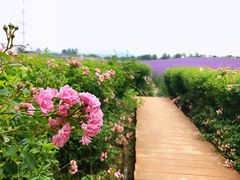 -紫颐香薰山谷景区