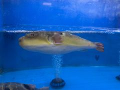 -莆鑫海鲜城(浏河店)