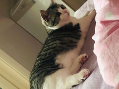 -派联宠物医院·24h·CT·异宠