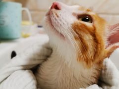 -瑞派旺宝宠物医院·犬猫全科综合·尿道专科(莲兴院)