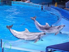 -海合安武汉极地海洋公园