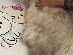 -FAELING PETS美天灵宠物(富力广场店)
