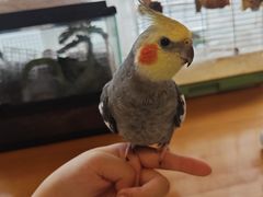 -吉丁鸟咖·异宠·寄养