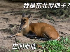 -野象谷景区