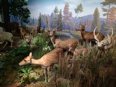 -陕西自然博物馆