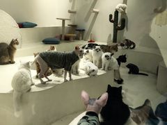 -爱宠屋pet shop·宠物洗澡·宠物美容