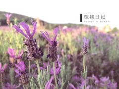 -大塘金香草谷