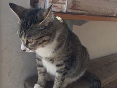 -海边的猫和咖啡馆