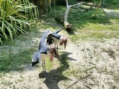 -新加坡飞禽公园