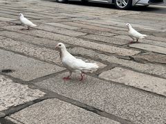 -悦城龙母祖庙