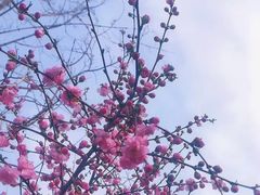 -成都市文化公园