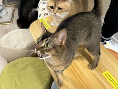 -柴迷FANS CLUB·柴犬狗咖·猫咖