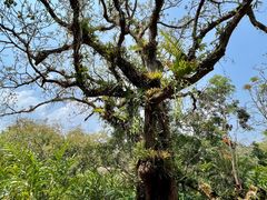 -中国科学院西双版纳热带植物园
