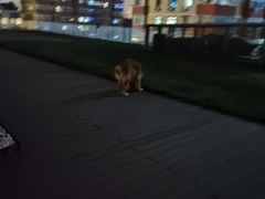 -百好乐宠物友好餐厅(朝外大街店)