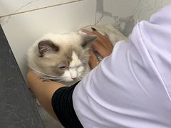 -瑞派紫金宠物医院24小时·骨科·中兽医·重症转诊中心(番禺大石院)