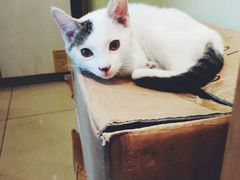 -猫的天空之城概念书店(苏州平江店)