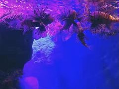 -暹罗海洋世界