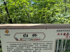 -叠溪松坪沟景区