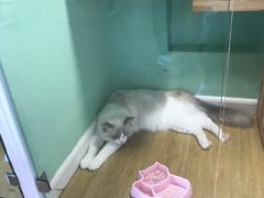 -70cat德文卷毛猫·缅因猫纯种猫舍